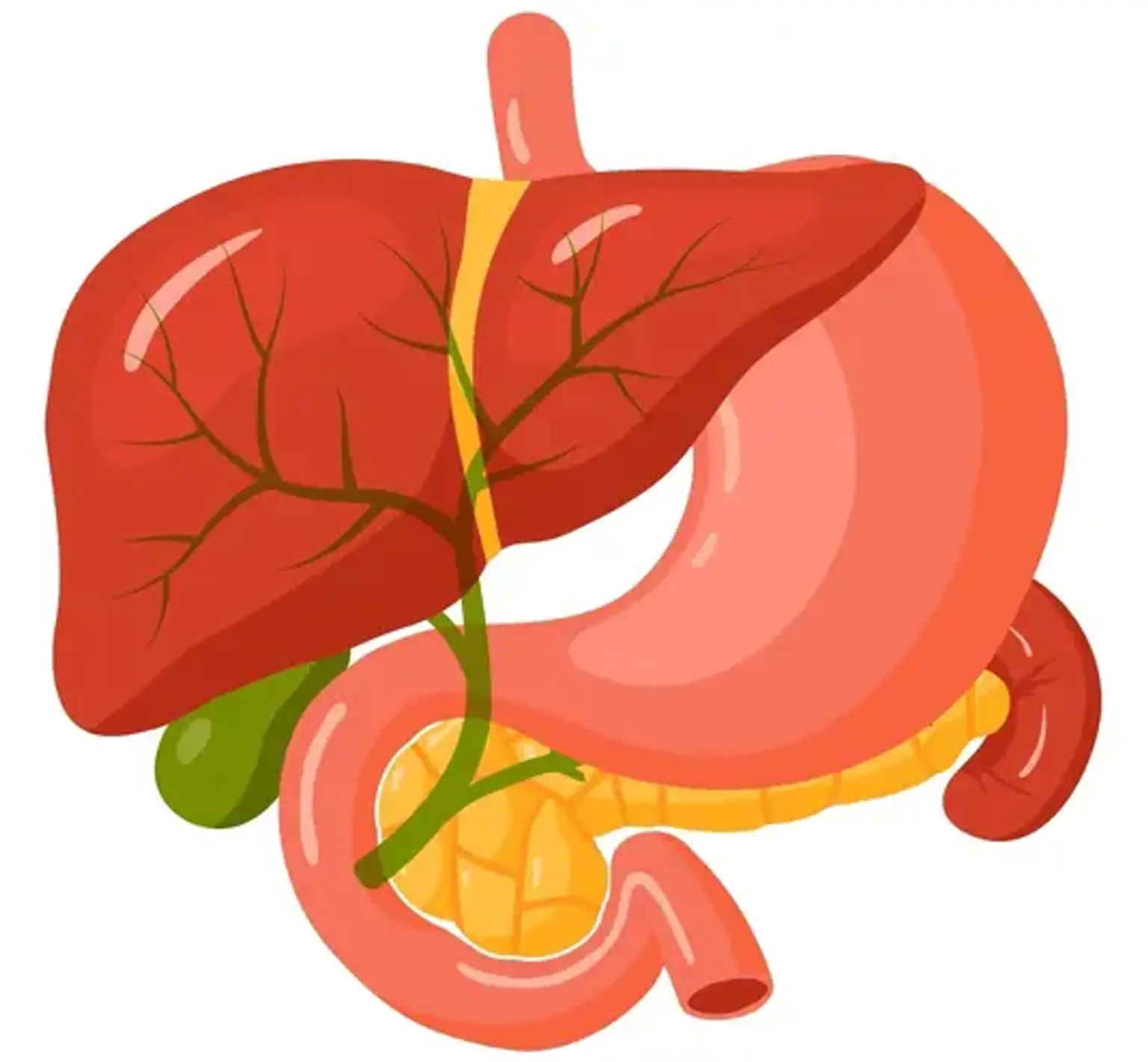 EUS-guided hepaticogastrostomy