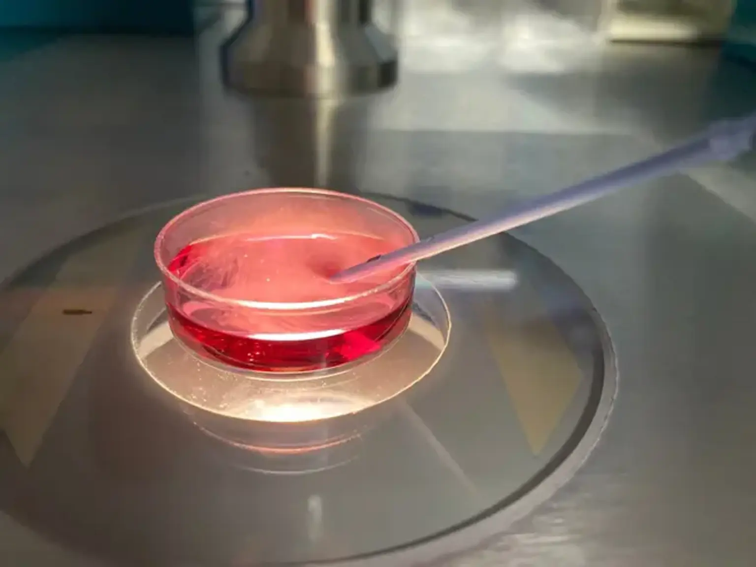 Thawing of Embryos