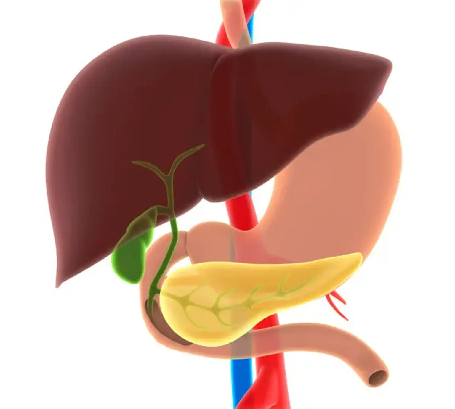 Hepatobiliary and Pancreatic Surgery