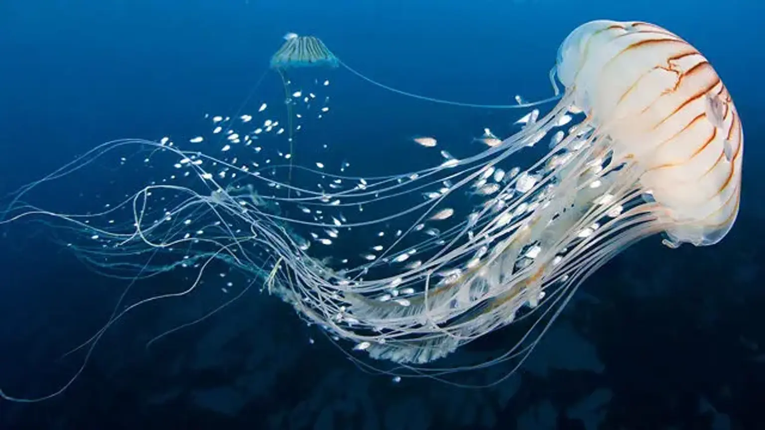 Jellyfish Stings