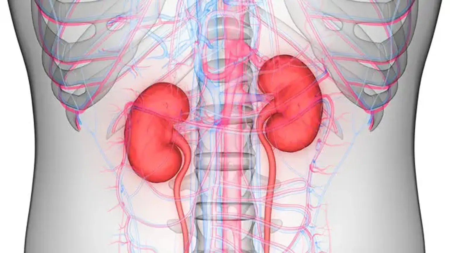 Nephrology