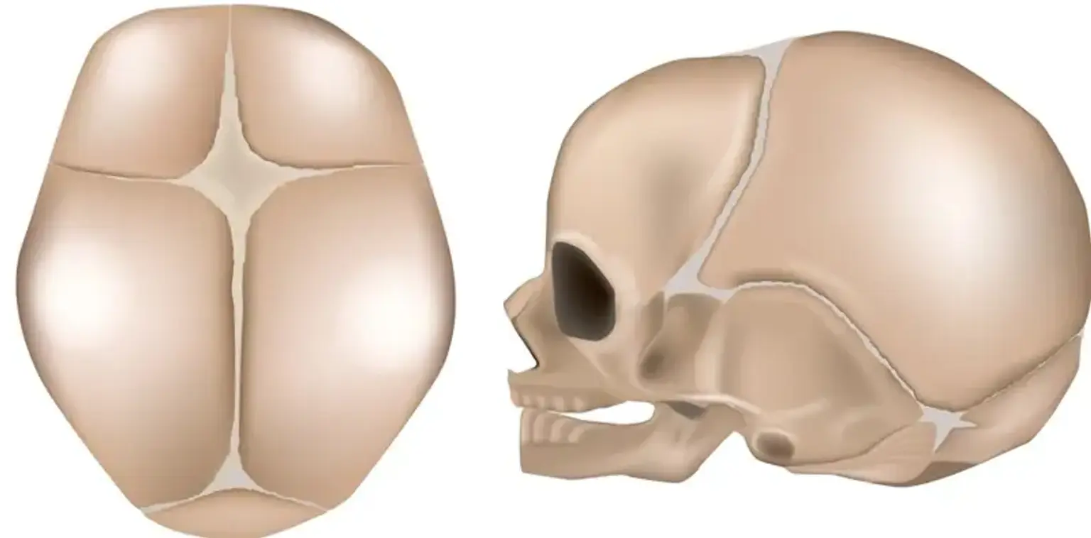 Base skull