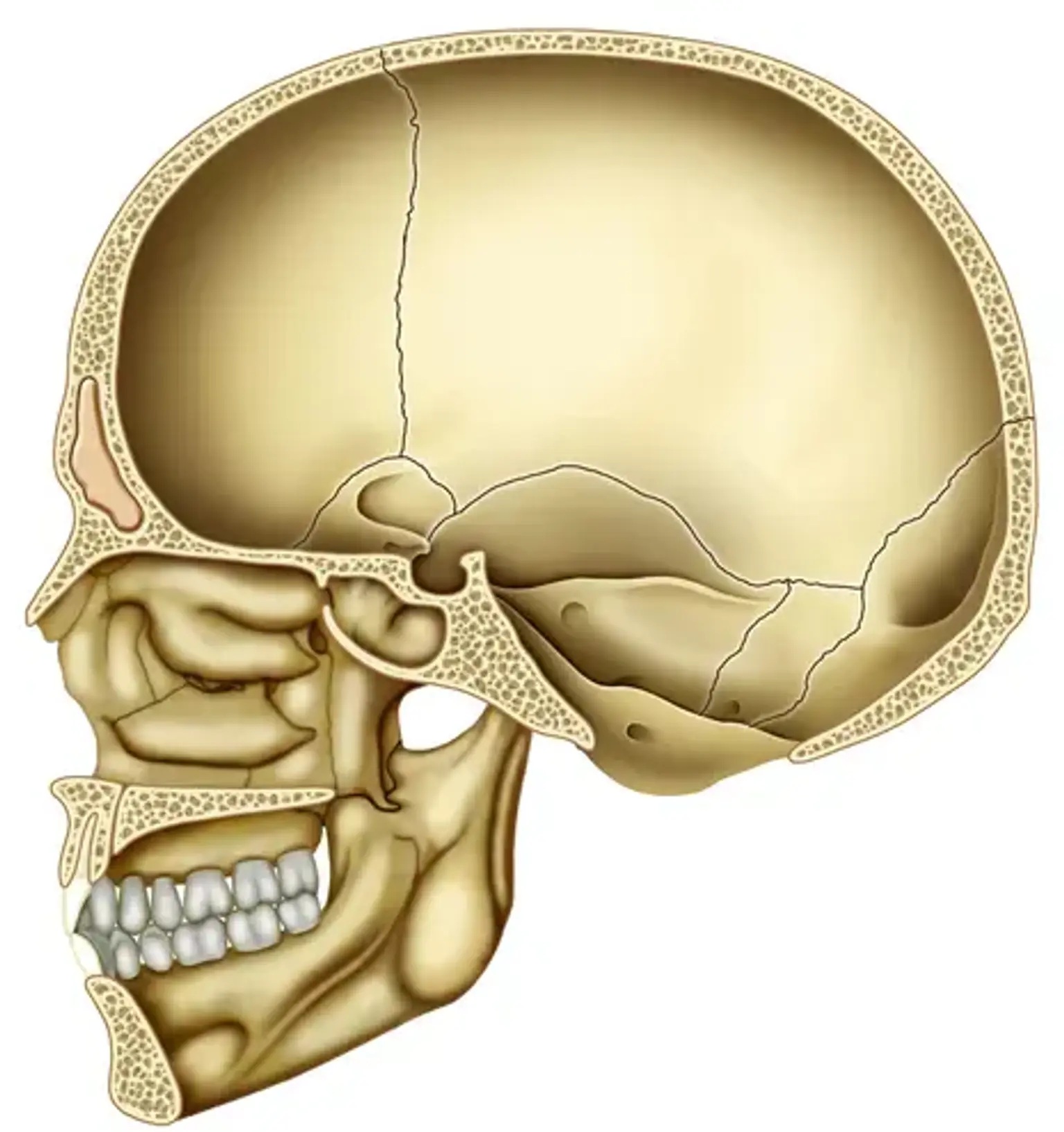 Cranial Base Disease