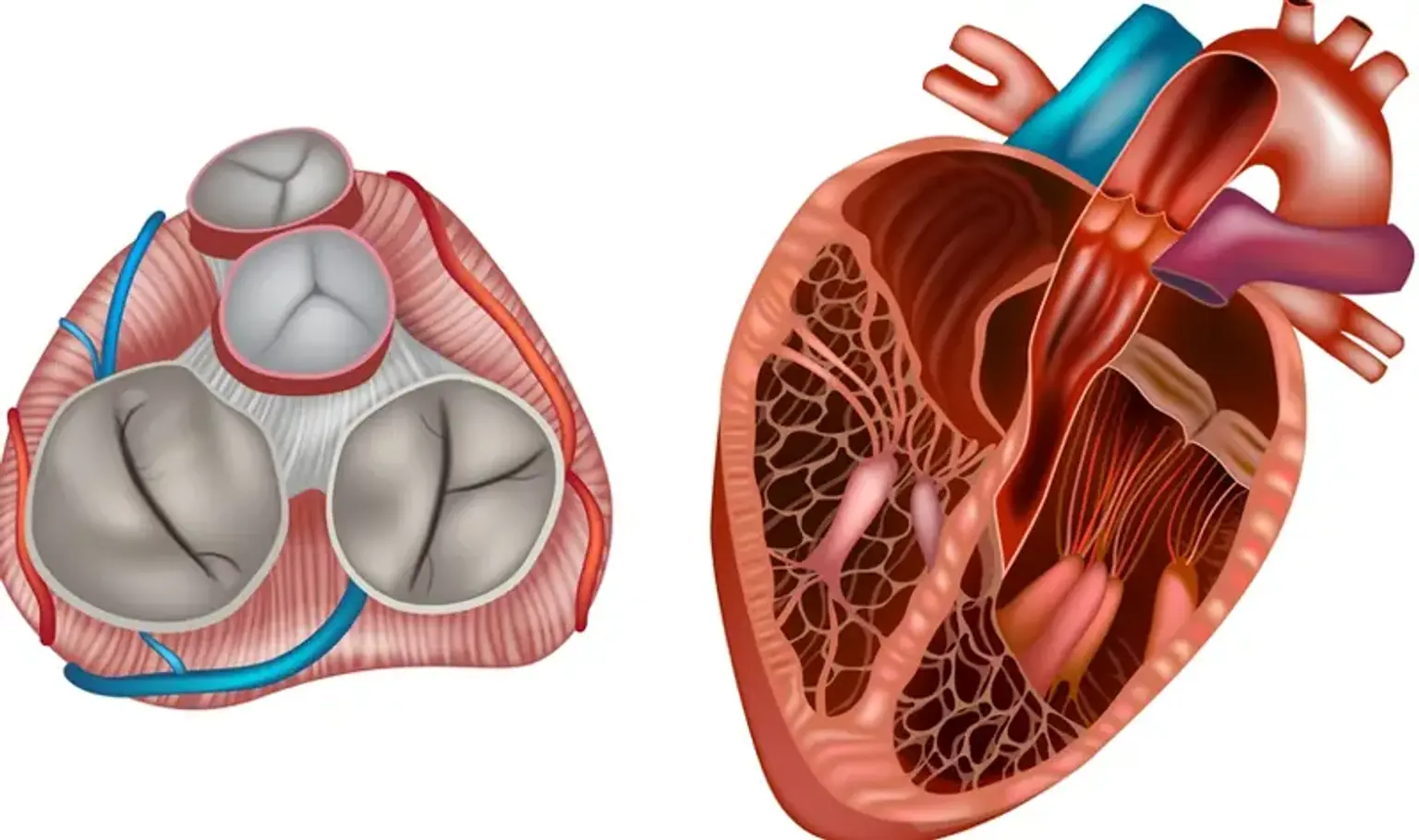 Organic Tricuspid Valve Repair