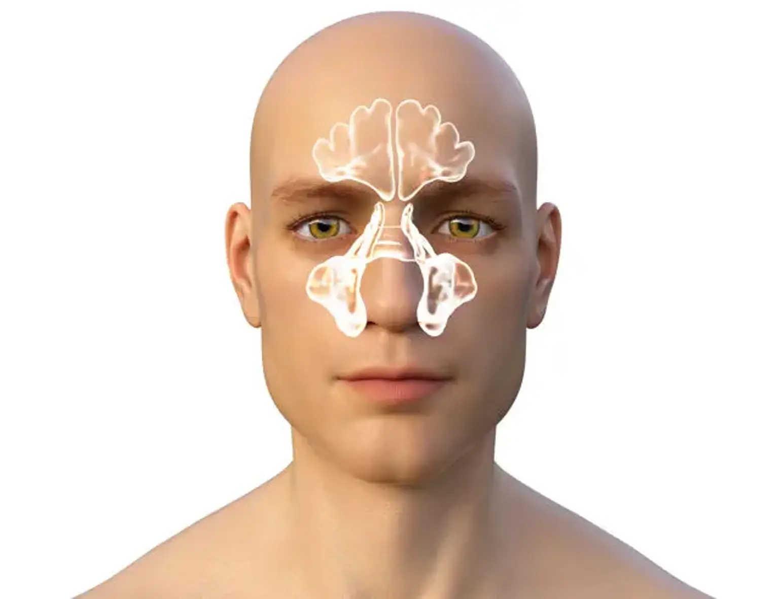 Endoscopic Sinus Surgery Anatomy