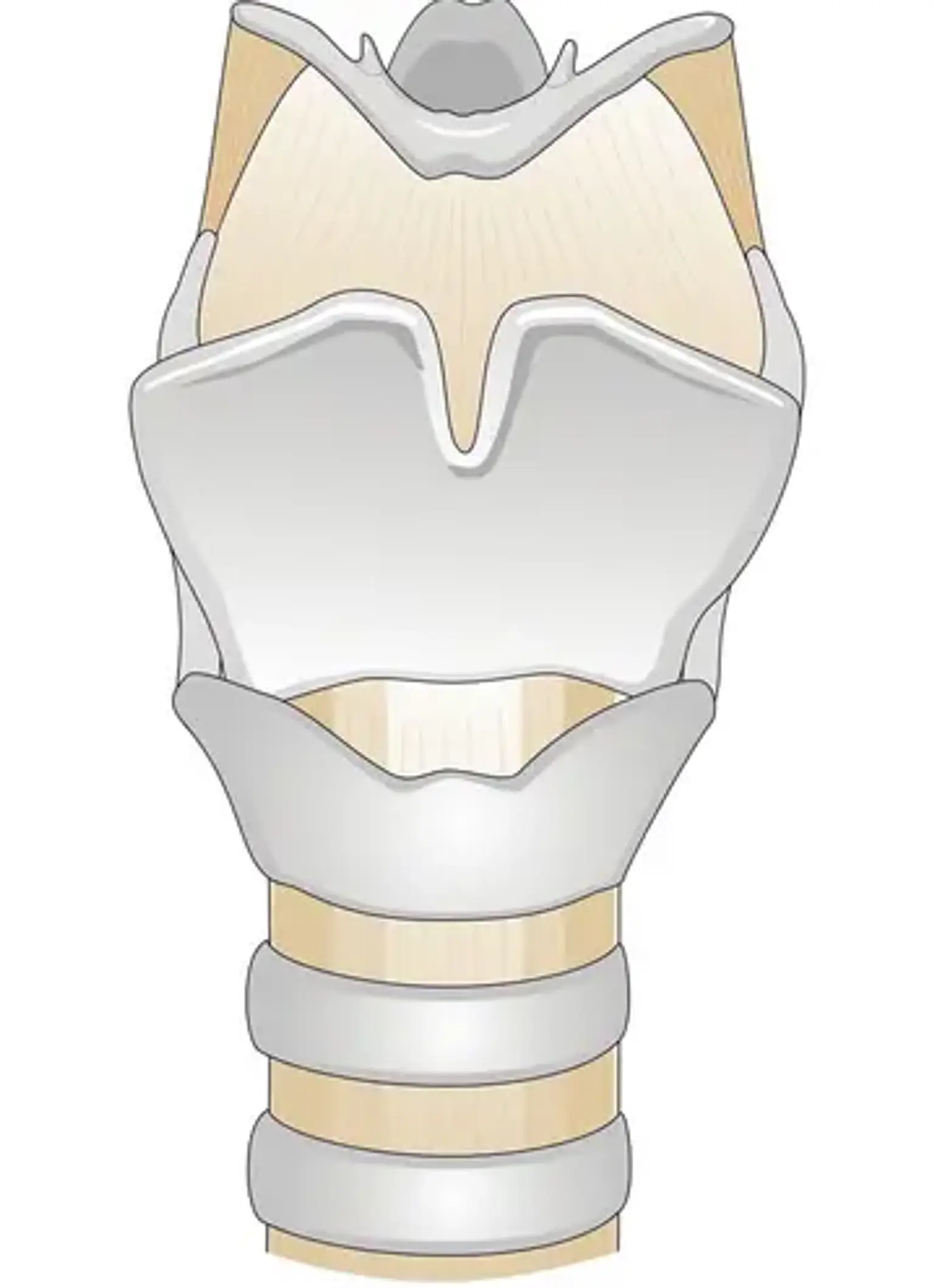 Larynx
