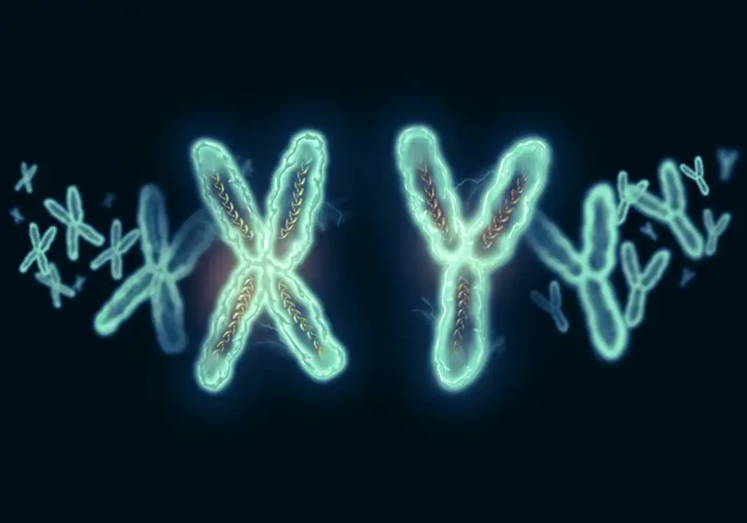 Y Chromosome