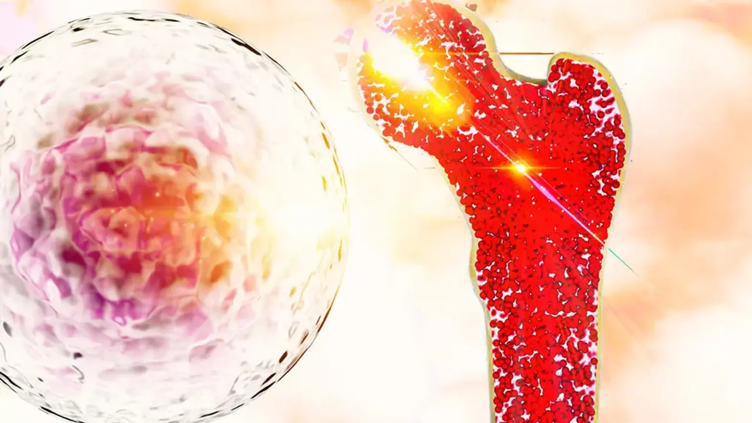 Bone Marrow Transplant Program