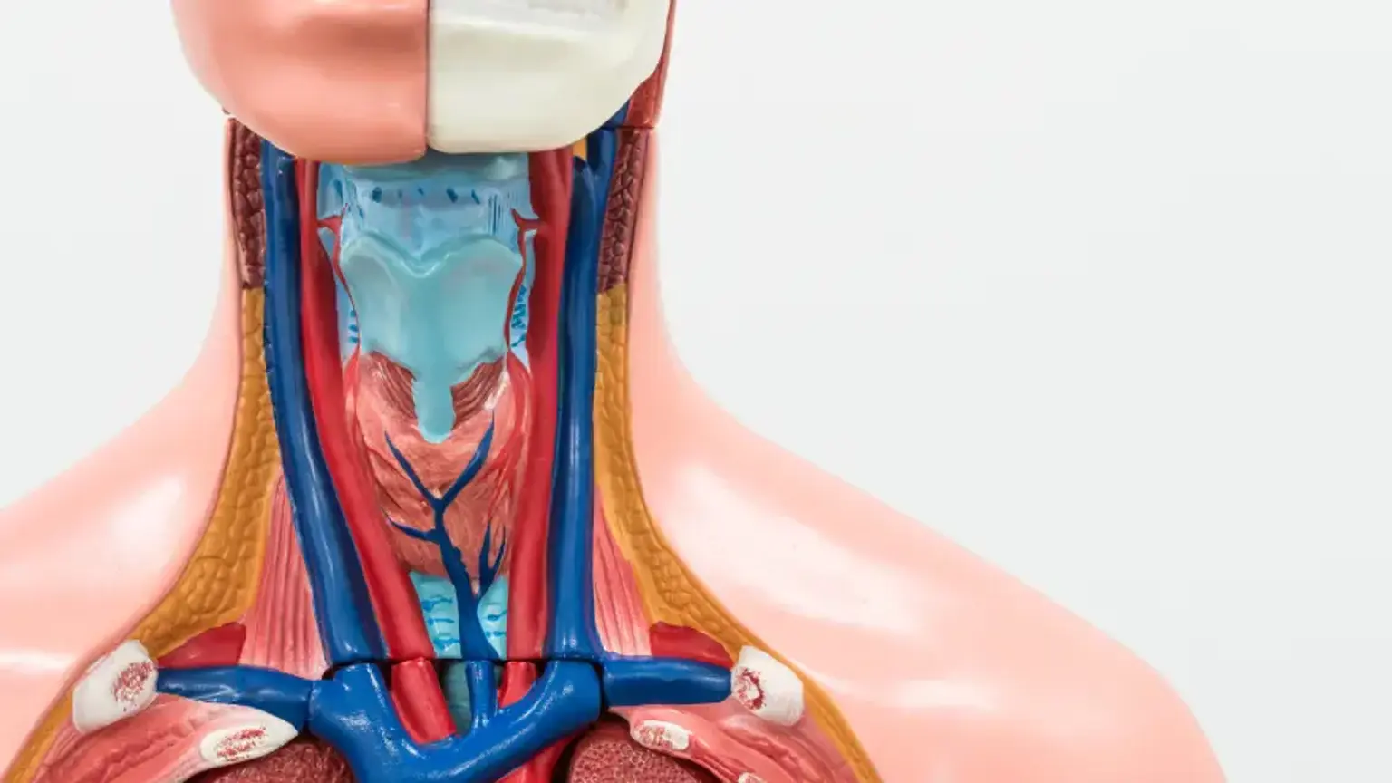 Transaxillary Endoscopic Thyroidectomy