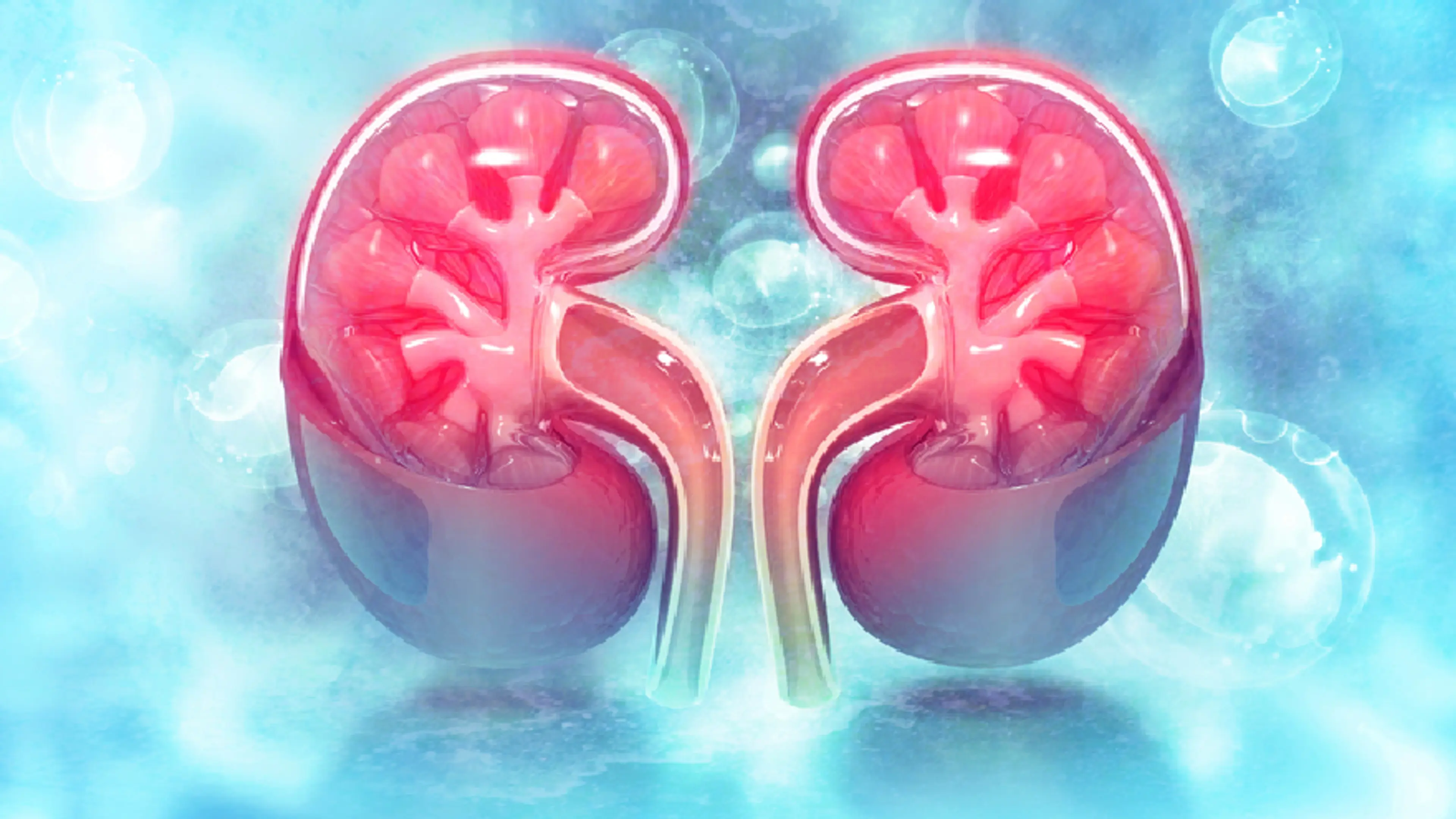 Kidney Function