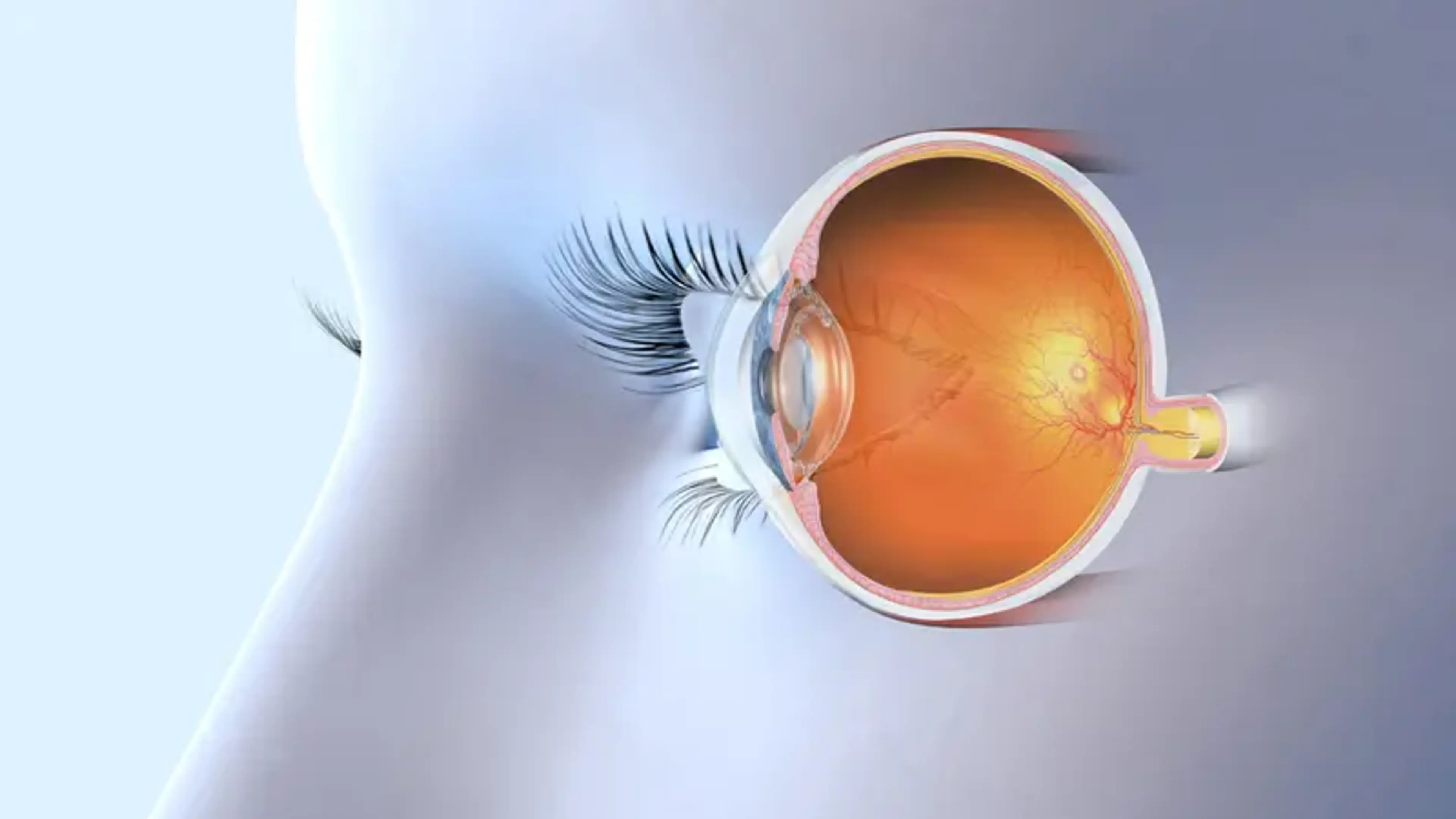 Cross-section illustration of the human eye showing the cornea, lens, and retina, explaining how vision correction surgeries like LASIK and PRK reshape the cornea.