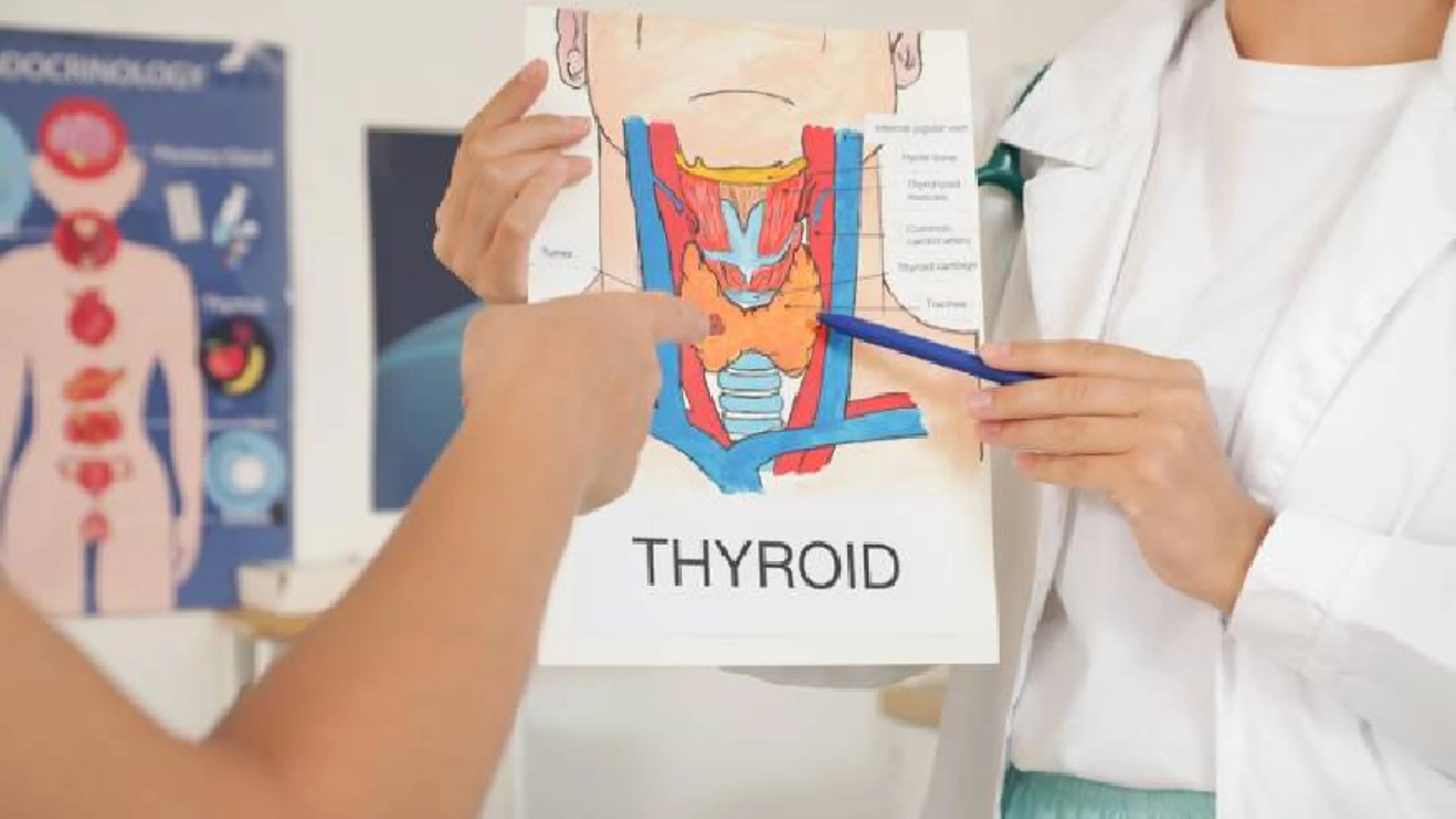 Thyroid Gland