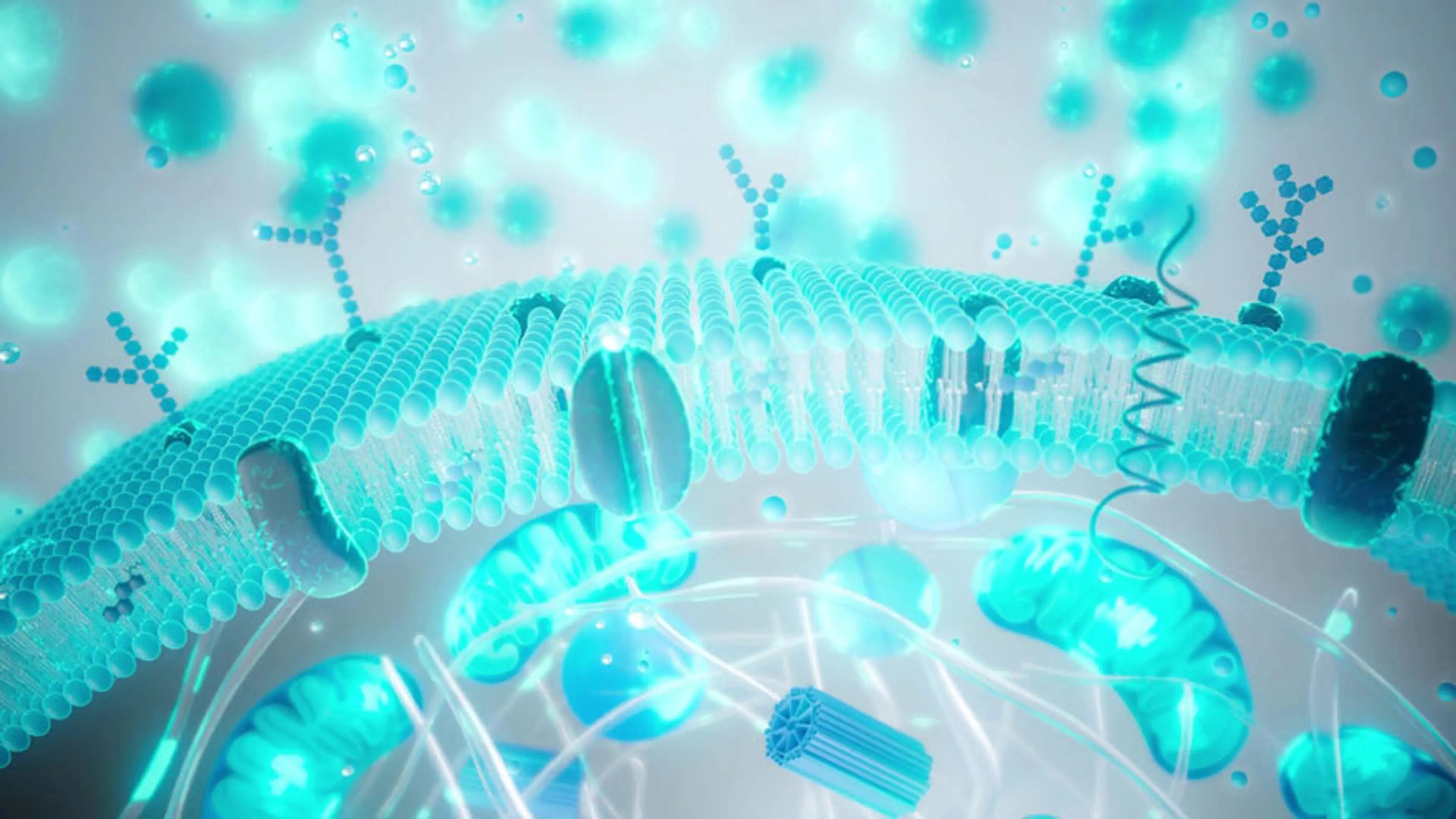 Stem Cells for Longevity Benefits